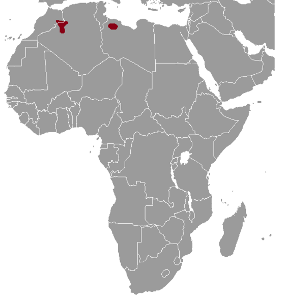 Файл:Ctenodactylus vali range map.png