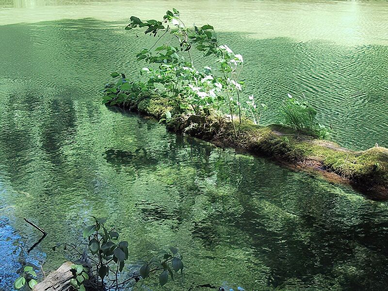 Файл:Dead tree river.jpg