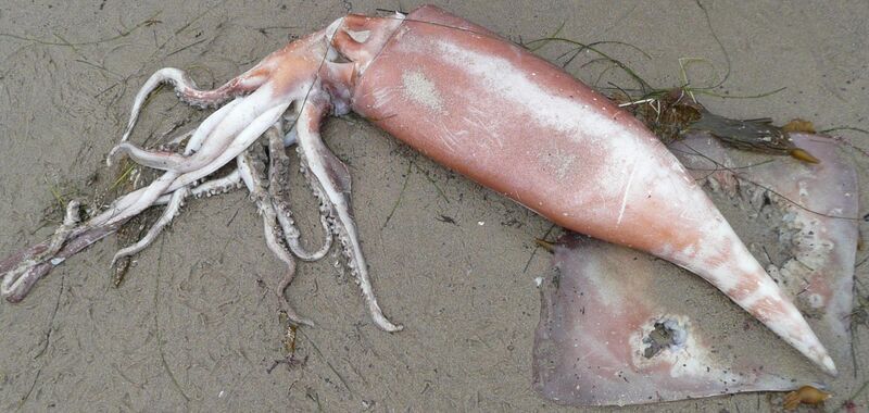 Файл:Deadsquid.JPG