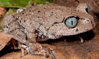Leptobrachium bompu