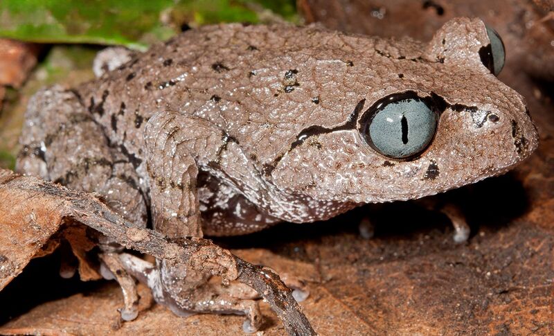 Файл:Leptobrachium bompu.jpeg