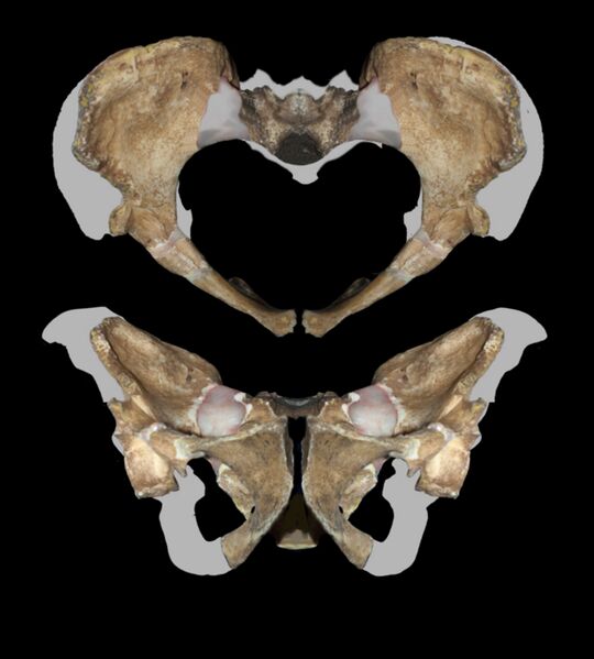 Файл:Pelvis MH2 Australopithecus sediba.jpg