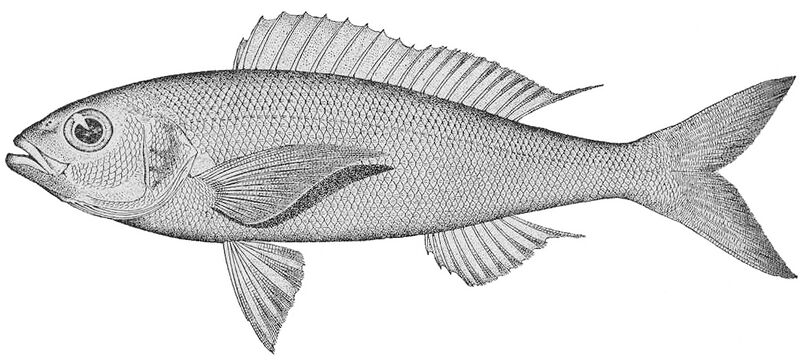 Файл:Pristipomoides sieboldii.jpeg