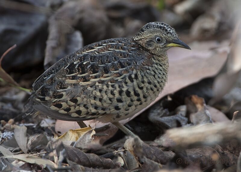 Файл:Red-backed Button-quail.jpg