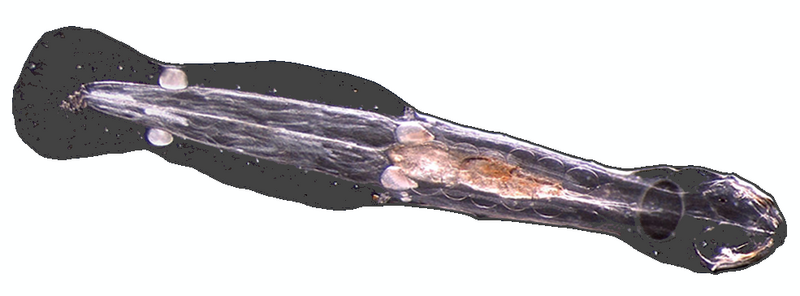 Файл:Chaetoblack 3.png
