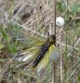 Libelloides ictericus