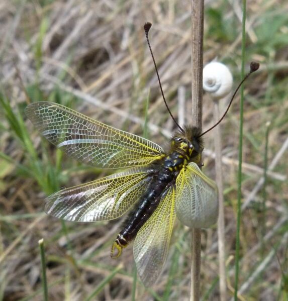 Файл:Libelloides ictericus.jpg