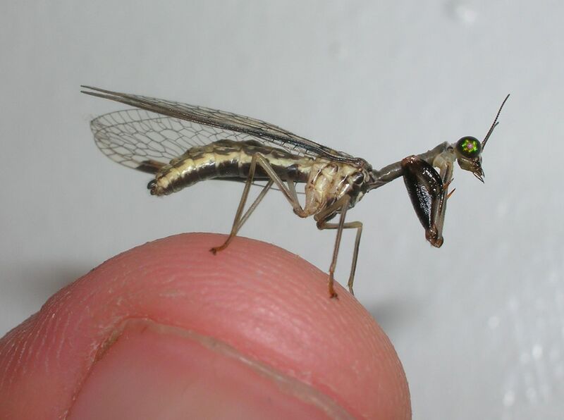 Файл:Mantidfly.JPG