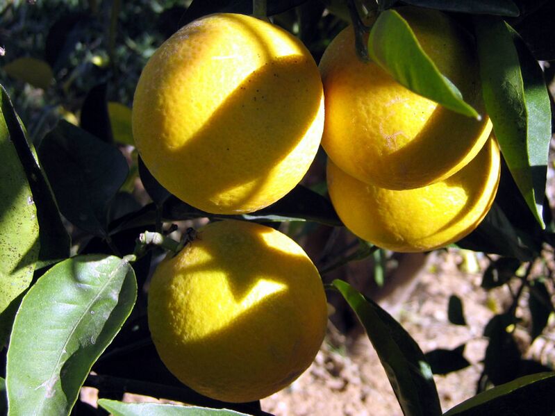 Файл:Oranges. Libya.jpg