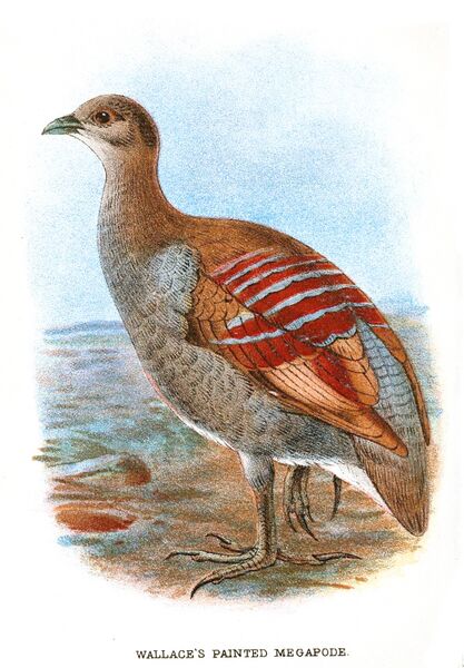 Файл:PaintedMegapode.jpg