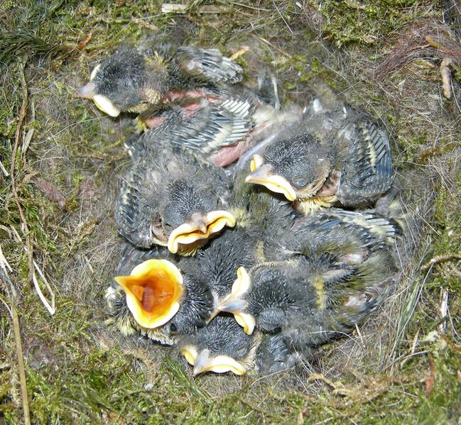 Файл:Parus.JPG