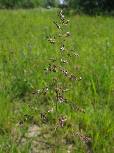 Файл:Poa pratensis.jpeg