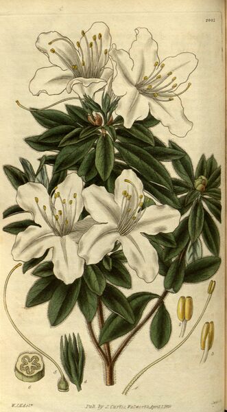 Файл:Rhododendron mucronatum 2.jpg