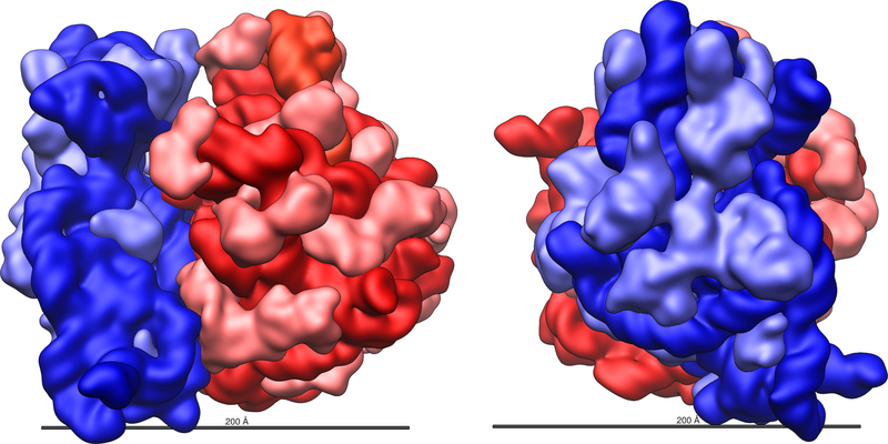 Файл:Ribosome shape.png