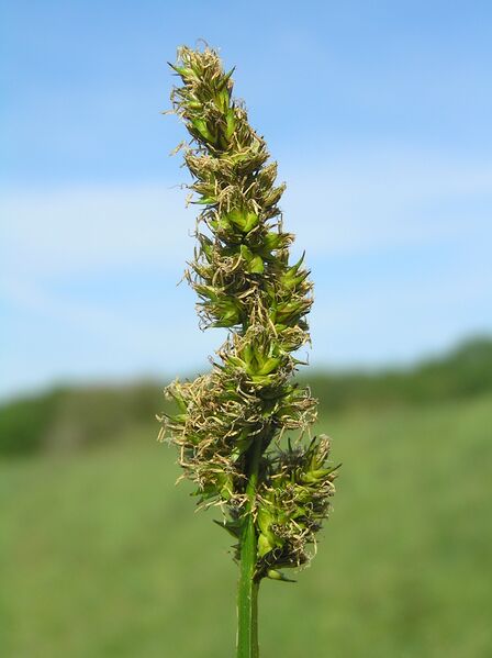 Файл:Carex vulpina.JPG