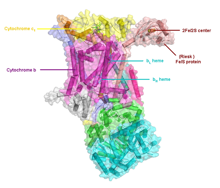 Файл:Cytochrome bc1 complex.png