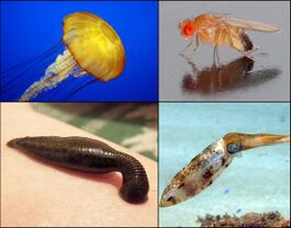 Сверху: Chrysaora fuscescens (стрекающие), дрозофила фруктовая (членистоногие); Снизу: медицинская пиявка (кольчатые черви), Sepioteuthis sepioidea (моллюски)