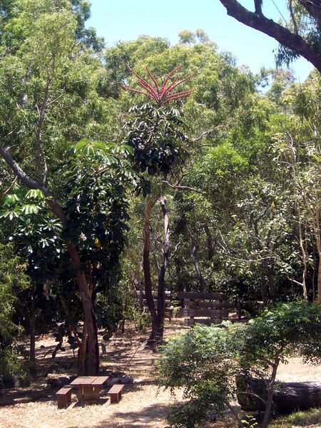 Файл:Flowering Umbrella Tree.JPG