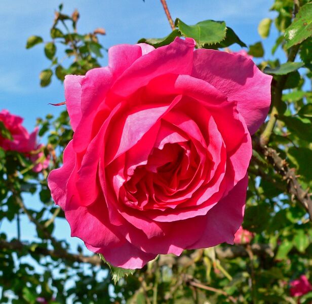 Файл:Rosa Parade 1.jpg