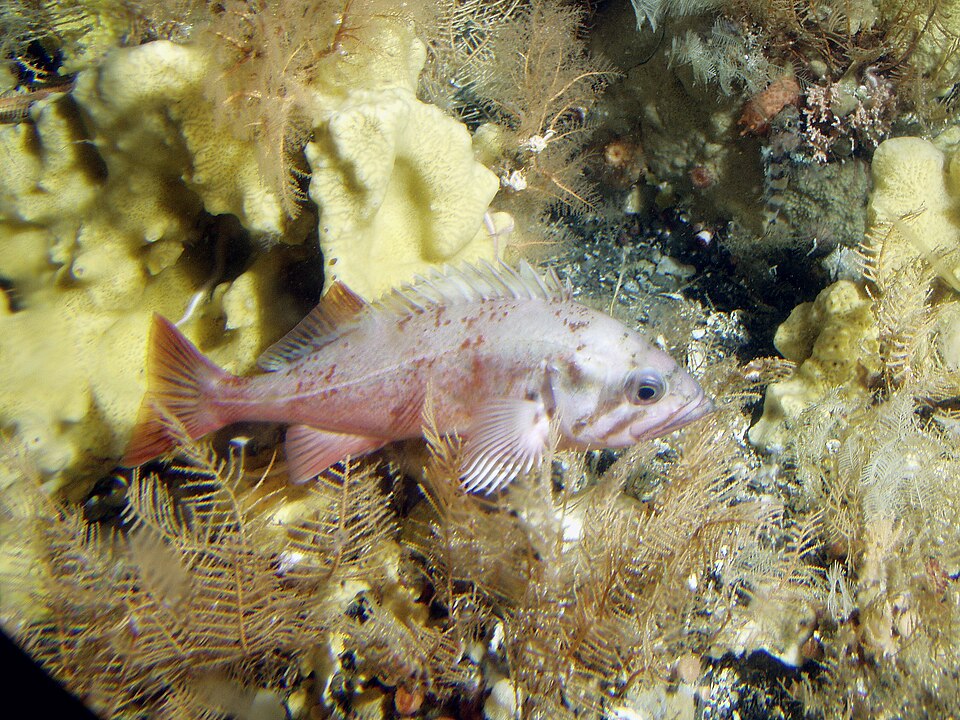 Файл:Sebastes polyspinis.jpg