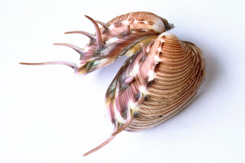 Файл:Shell Costa Rica.JPG