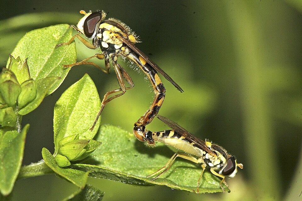 Файл:Sphaerophoria scripta.jpg