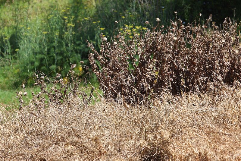 Файл:Sprayed weeds.jpg