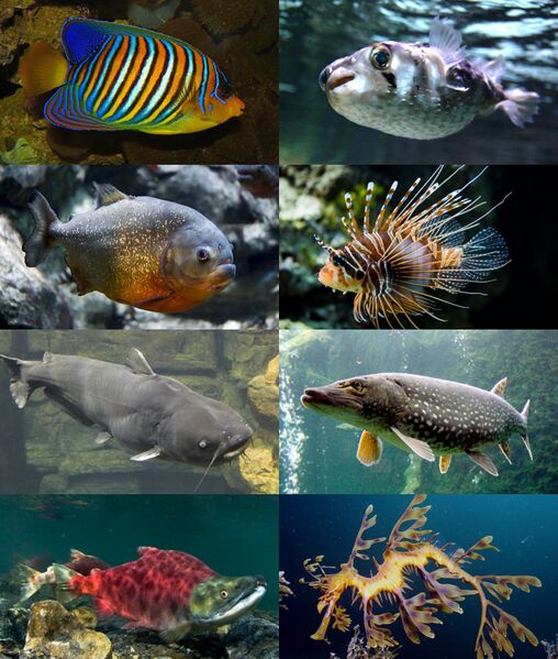 Файл:Teleostei Examples.jpg