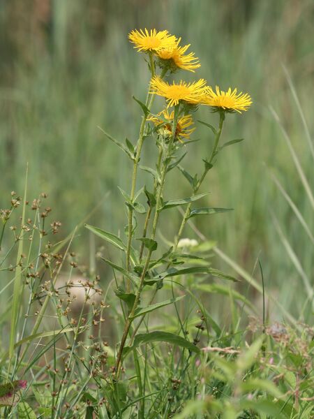 Файл:Inula britannica.jpeg
