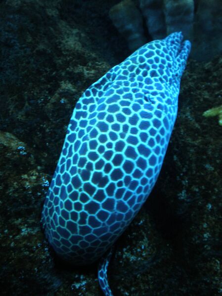 Файл:Laced moray CAS 1.JPG
