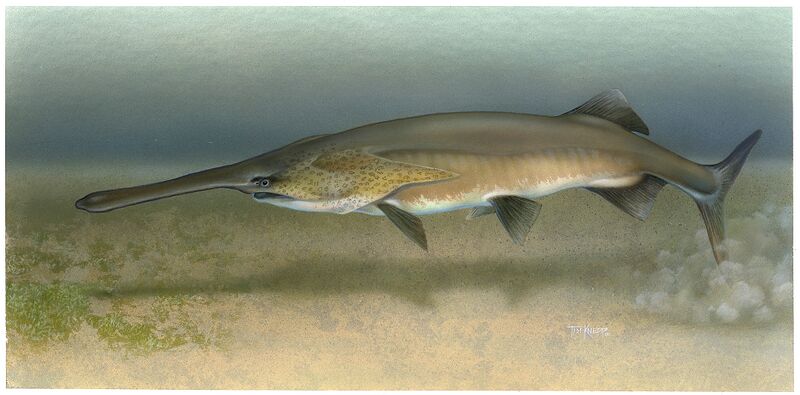Файл:Paddlefish Polyodon spathula.jpg