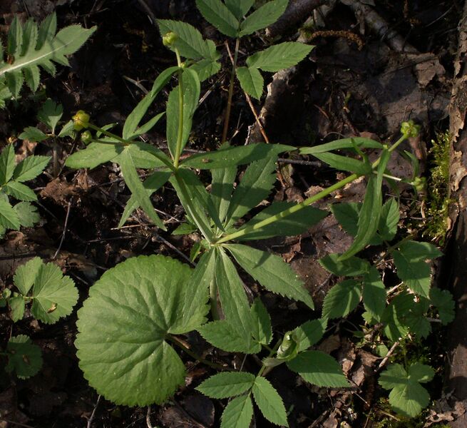 Файл:Ranunculus cassubicus1.jpg