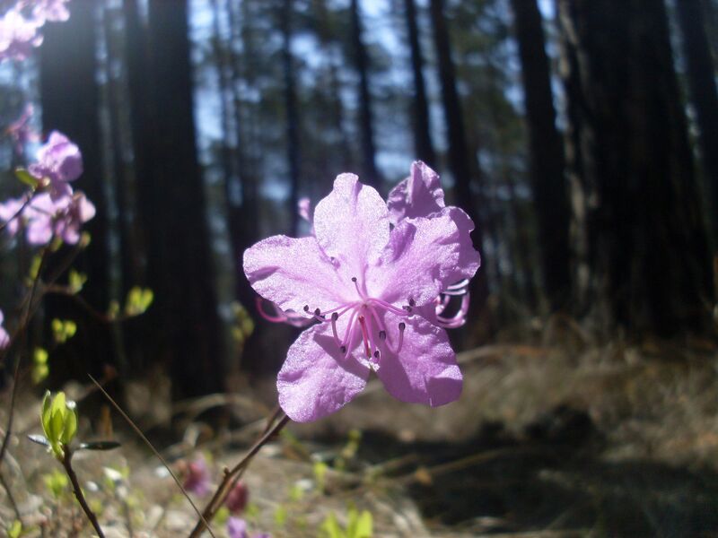 Файл:Rhododendron dauricum Transbaikal 3.jpg