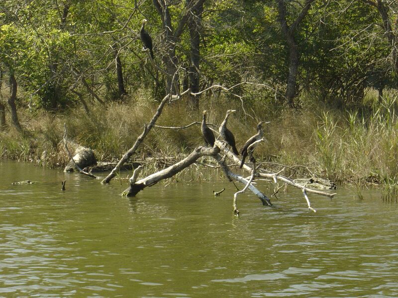 Файл:Ropotamo Kormoran.JPG