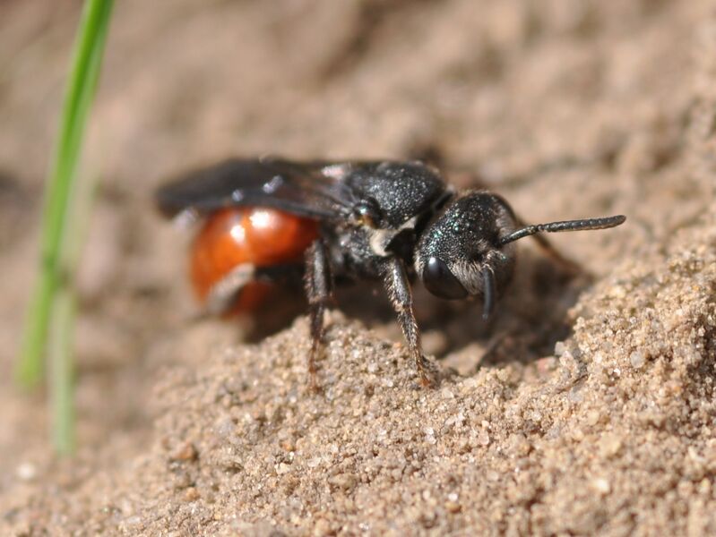 Файл:Sphecodes albilabris 3.JPG