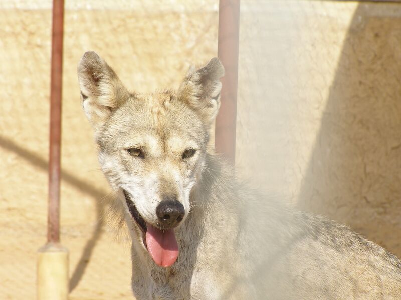 Файл:Canis lupus arabs head front.JPG