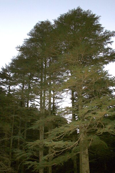 Файл:Cedres Chypre.jpg