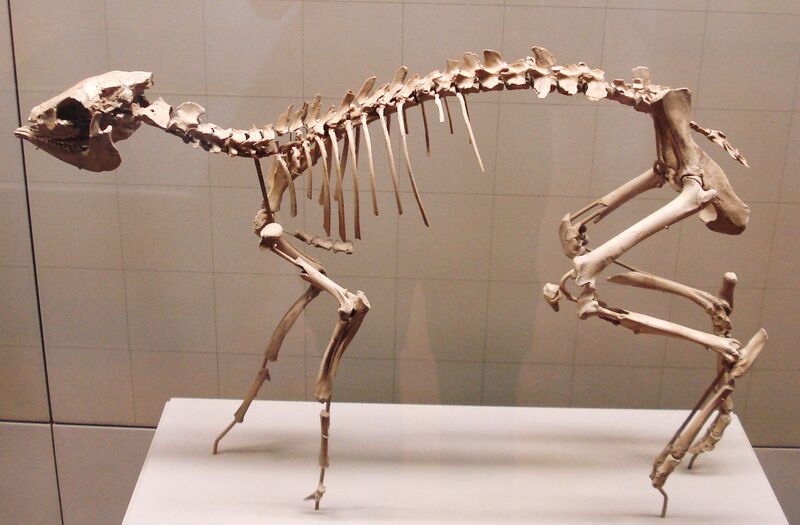 Файл:Dorcatherium 1.JPG