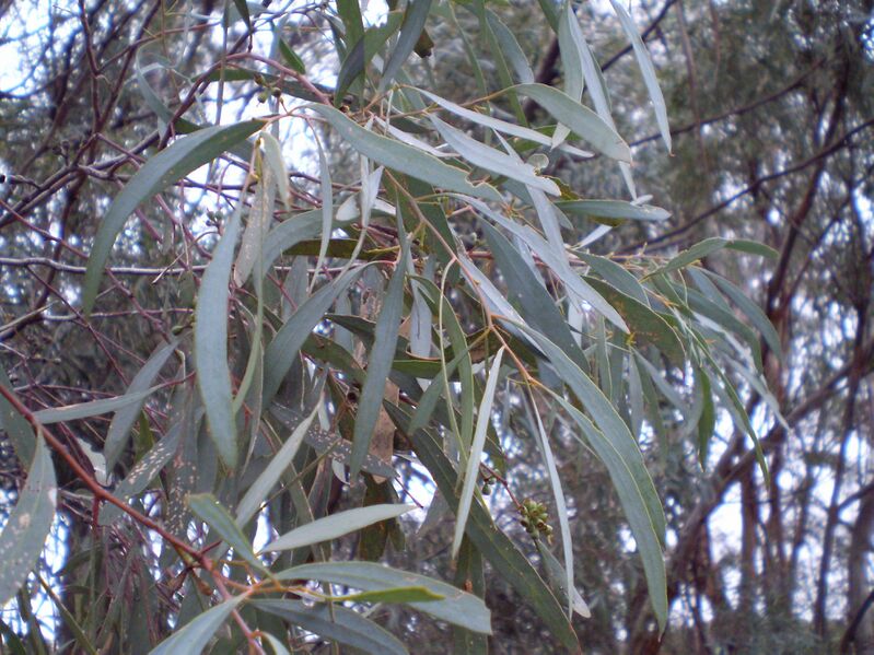 Файл:Eucalyptus polybractea leaf.JPG
