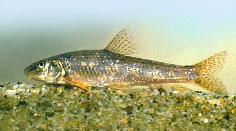 Файл:Gobio carpathicus.jpg