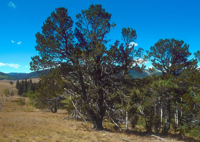 Файл:Pinus flexilis USDA.jpg