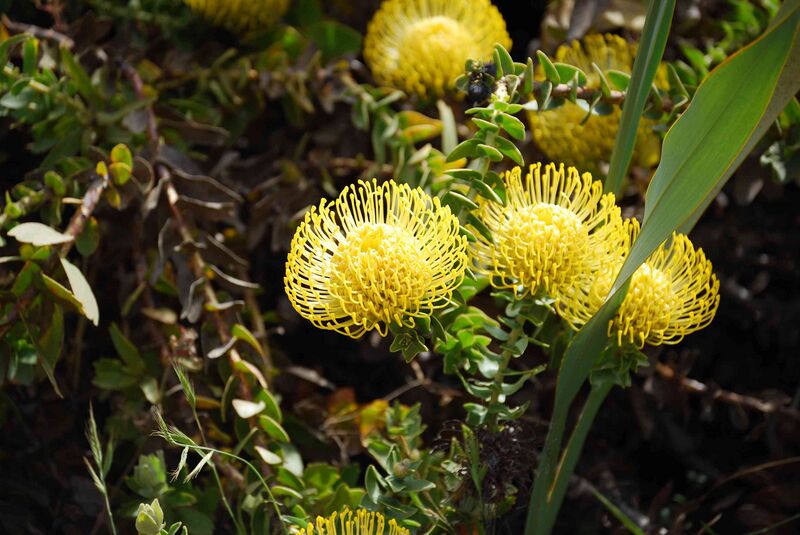 Файл:Protea sp2.JPG