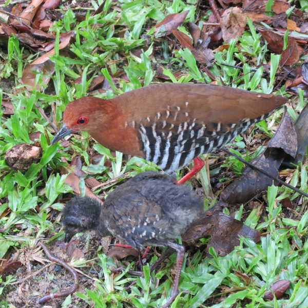 Файл:Red legged crake with chick.png