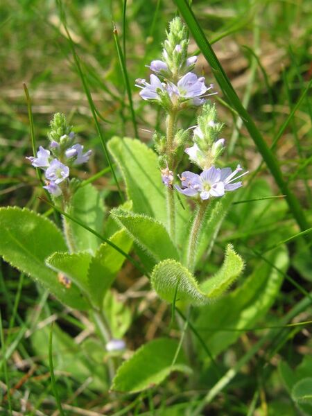Файл:Veronica officinalis.jpeg
