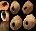 Бусины из раковин Nassarius kraussianus возрастом около 75 000 лет (фото Ф. д’Эррико)