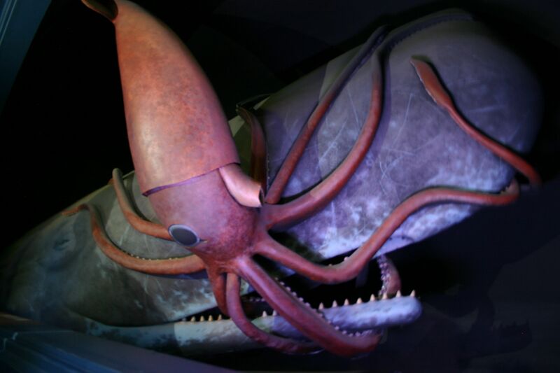 Файл:Giant Squid Fighting Sperm Whale.jpg
