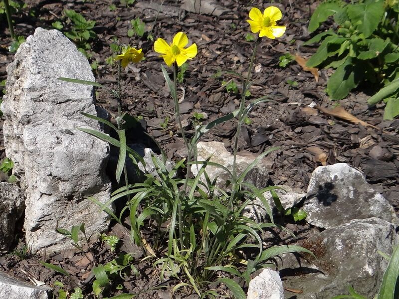Файл:Ranunculus illyricus OB10.jpg