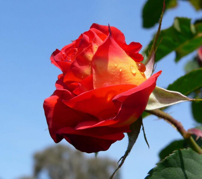 Файл:Rosa Lydia 2.jpg