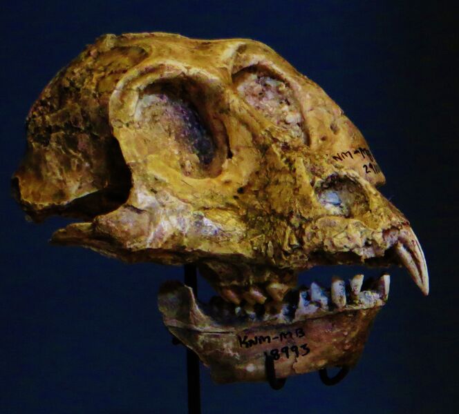 Файл:Victoriapithecus macinnesi skull.JPG