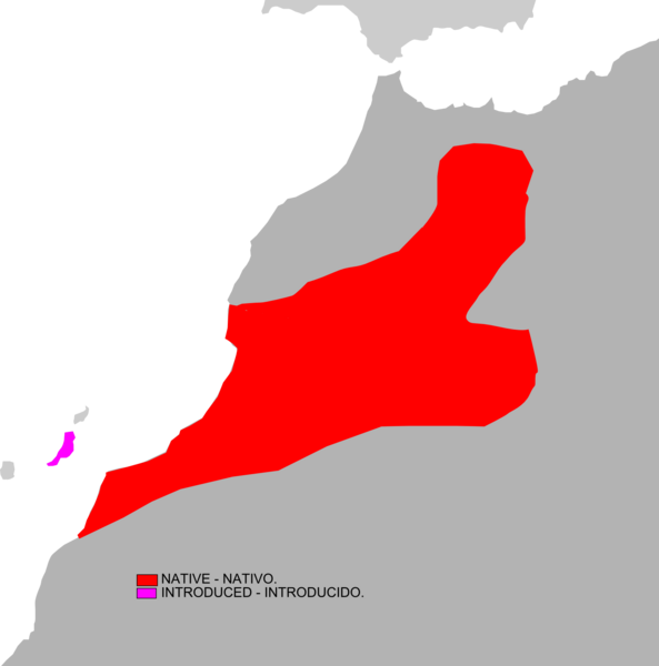 Файл:Atlantoxerus getulus range map.png
